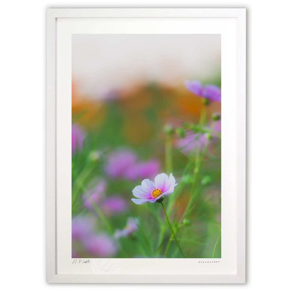 Pale Cosmos