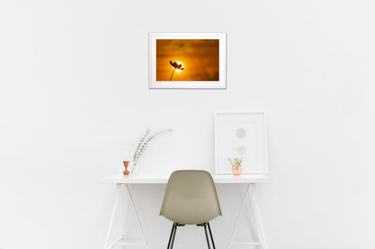 夕暮れのコスモス