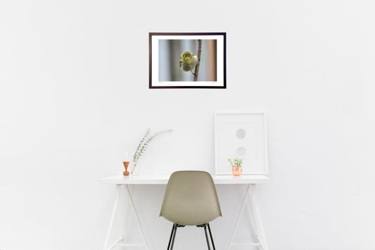 かわいいメジロ