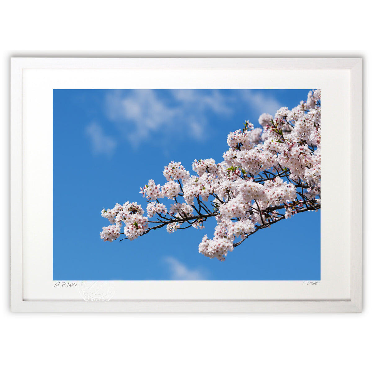 cherry blossoms