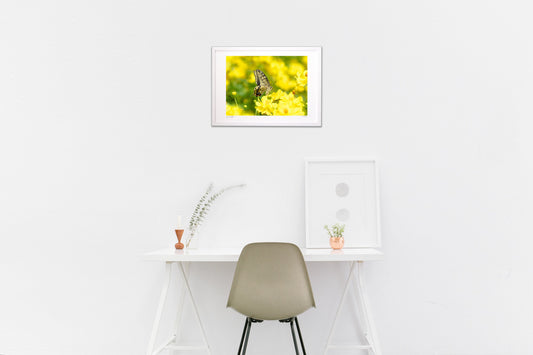 キバナコスモスとキアゲハ