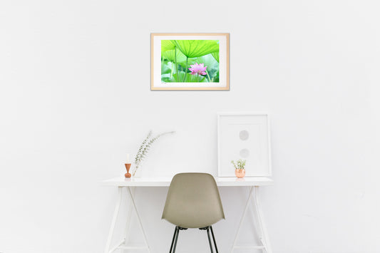 蓮の花と葉の日傘