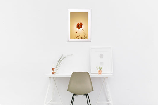 光条とコスモス