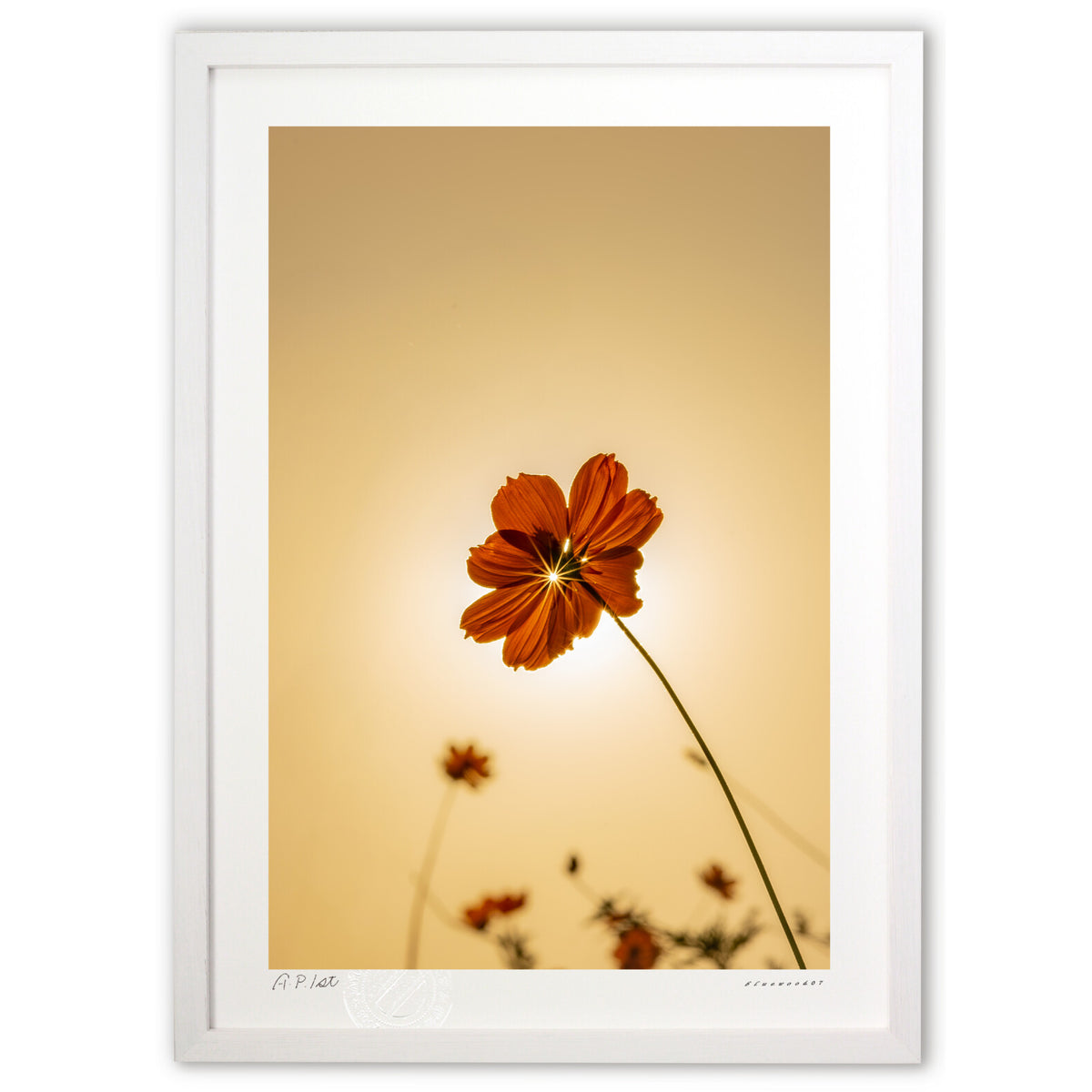 Rays of light and cosmos