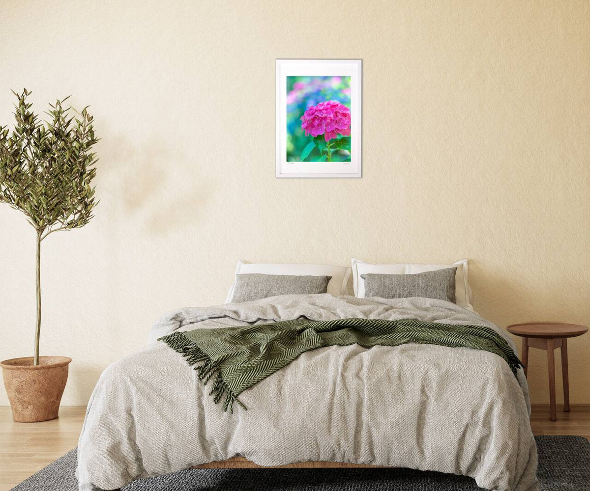 Cute hydrangeas