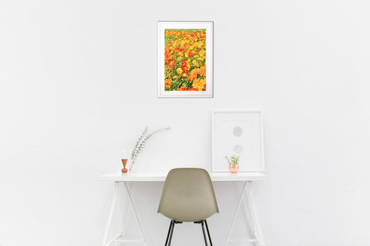 マリーゴールド