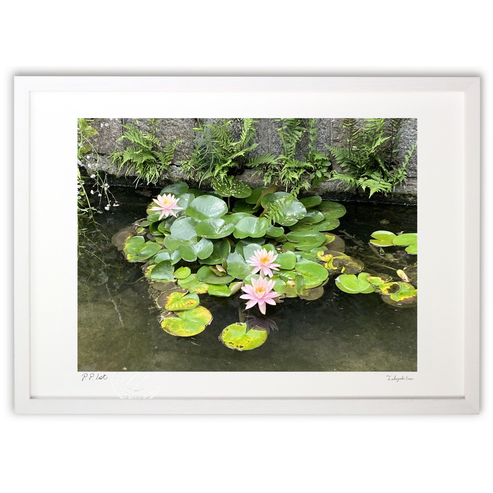 蓮の花 – 絵画や壁飾り販売｜風景投稿販売あゆわら(R)