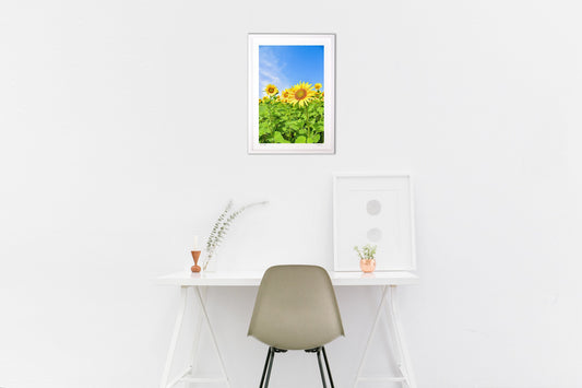 太陽に映えるひまわり