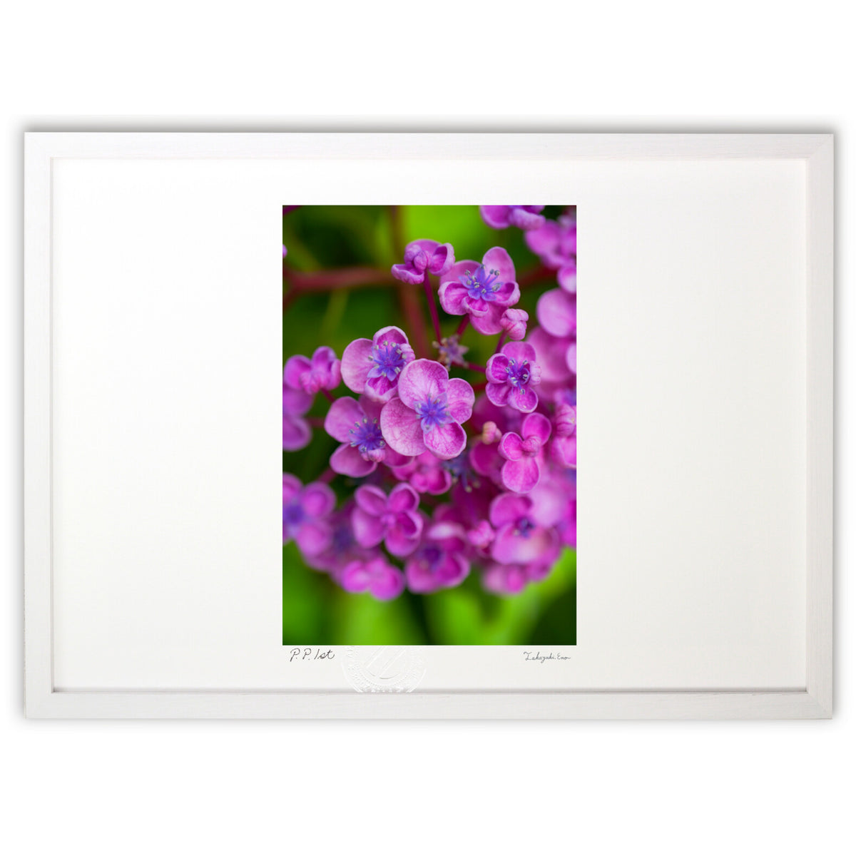 Pretty hydrangea