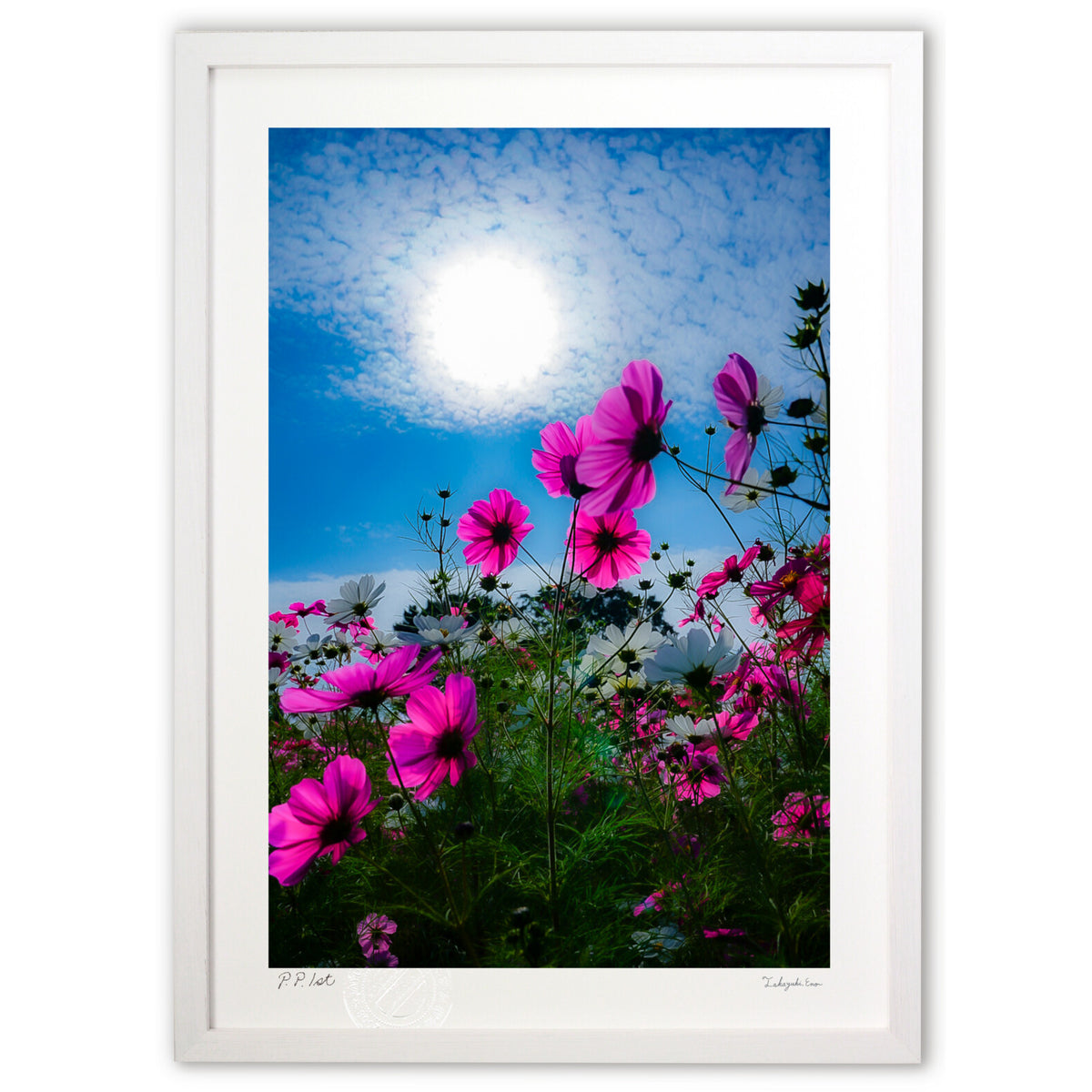 Pale pink cosmos