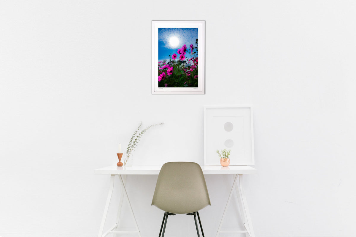 Pale pink cosmos