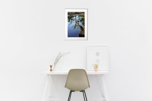 不死鳥アオサギ