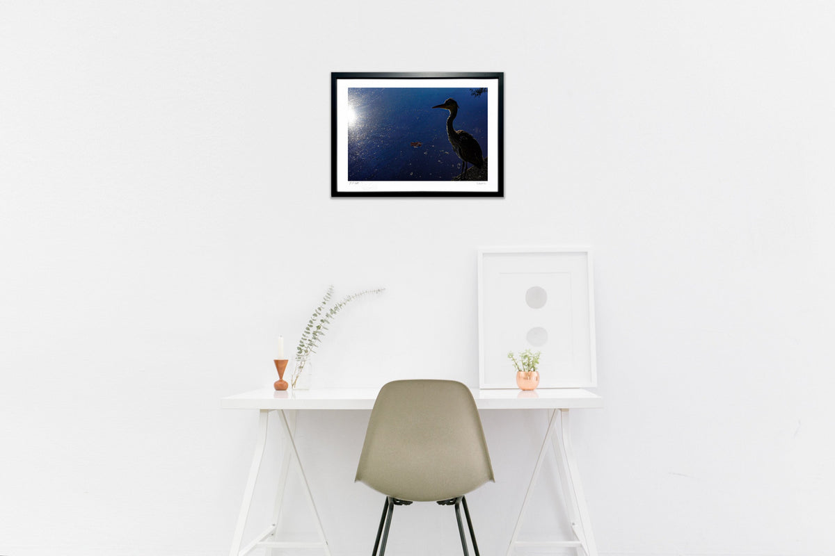 Light and Grey Heron