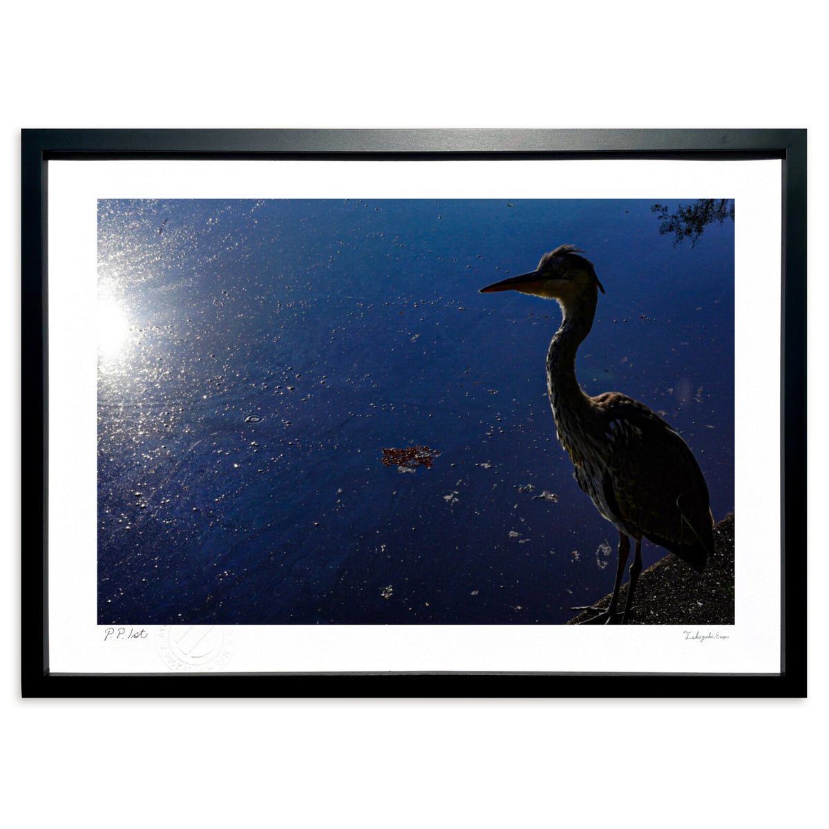 Light and Grey Heron