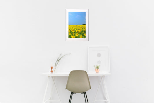 ひまわり畑の風景