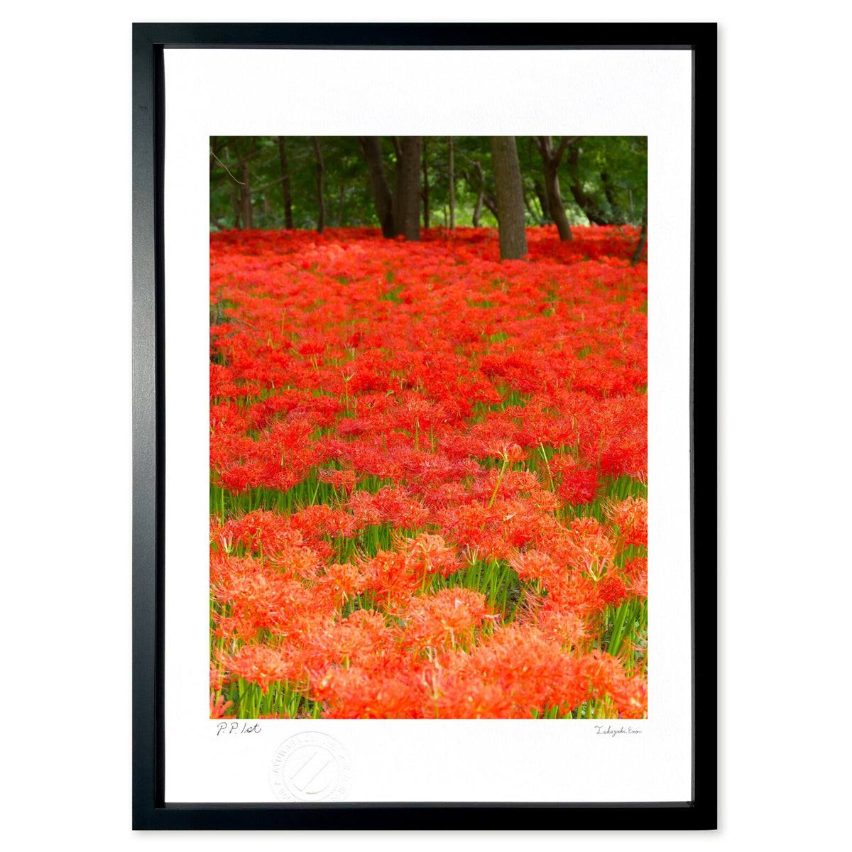 spider lilies