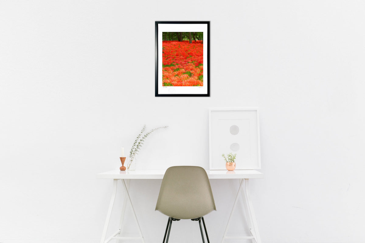 spider lilies