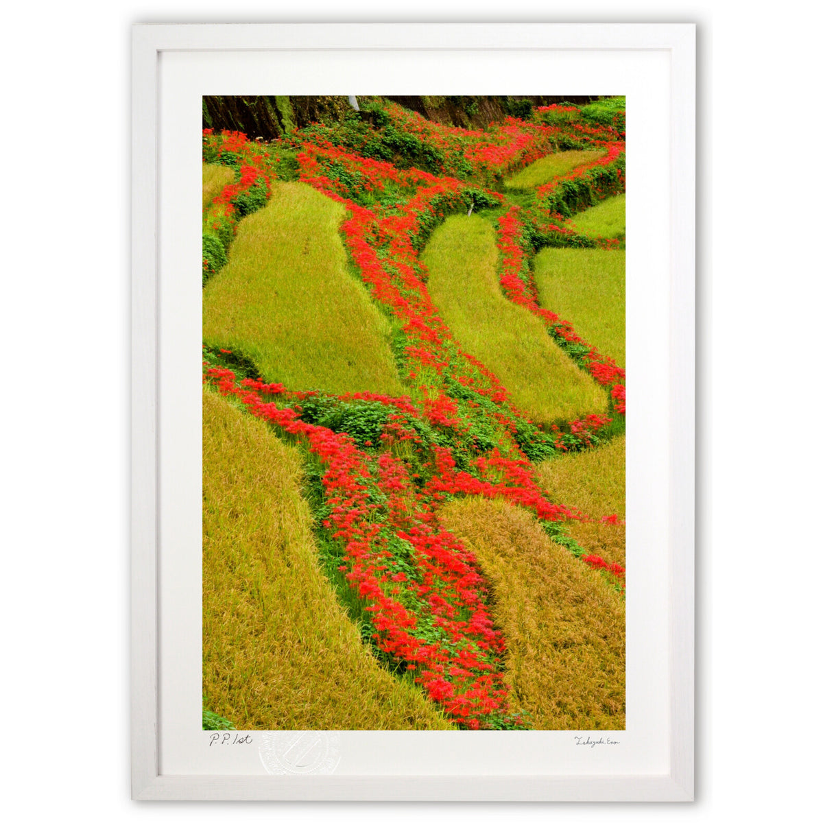 A blessing from heaven, colored by the red spider lilies on the rice terraces