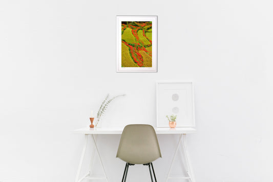 棚田曼殊沙華が彩る天の恵み