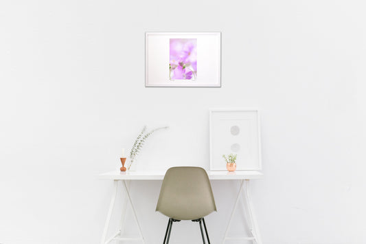 ピンクのコスモス