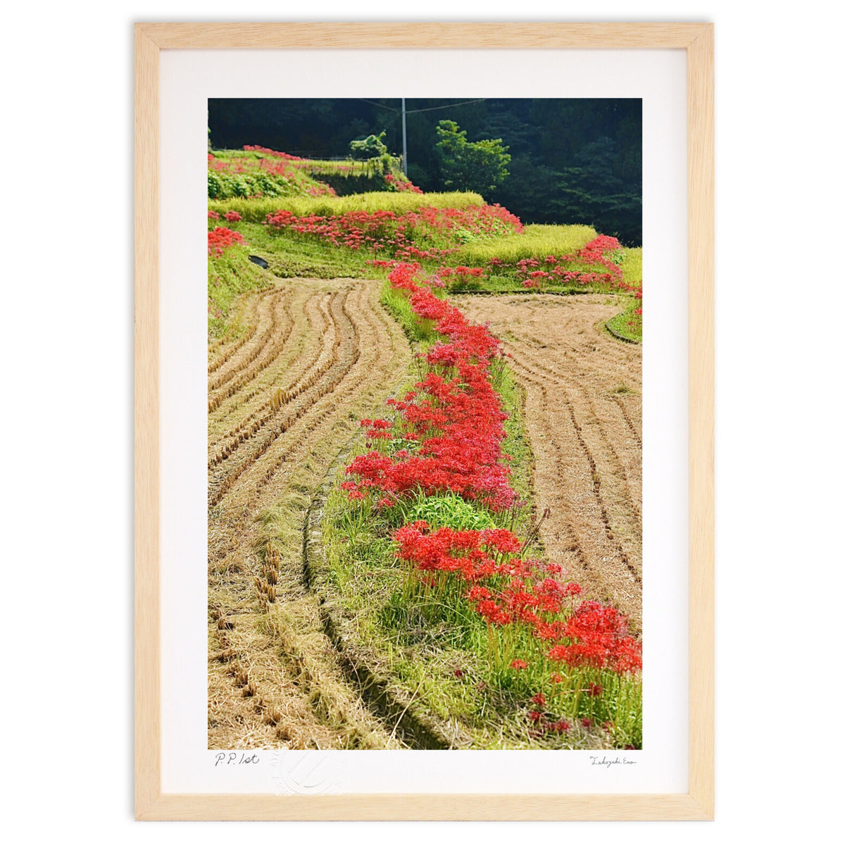 畔に咲く彼岸花