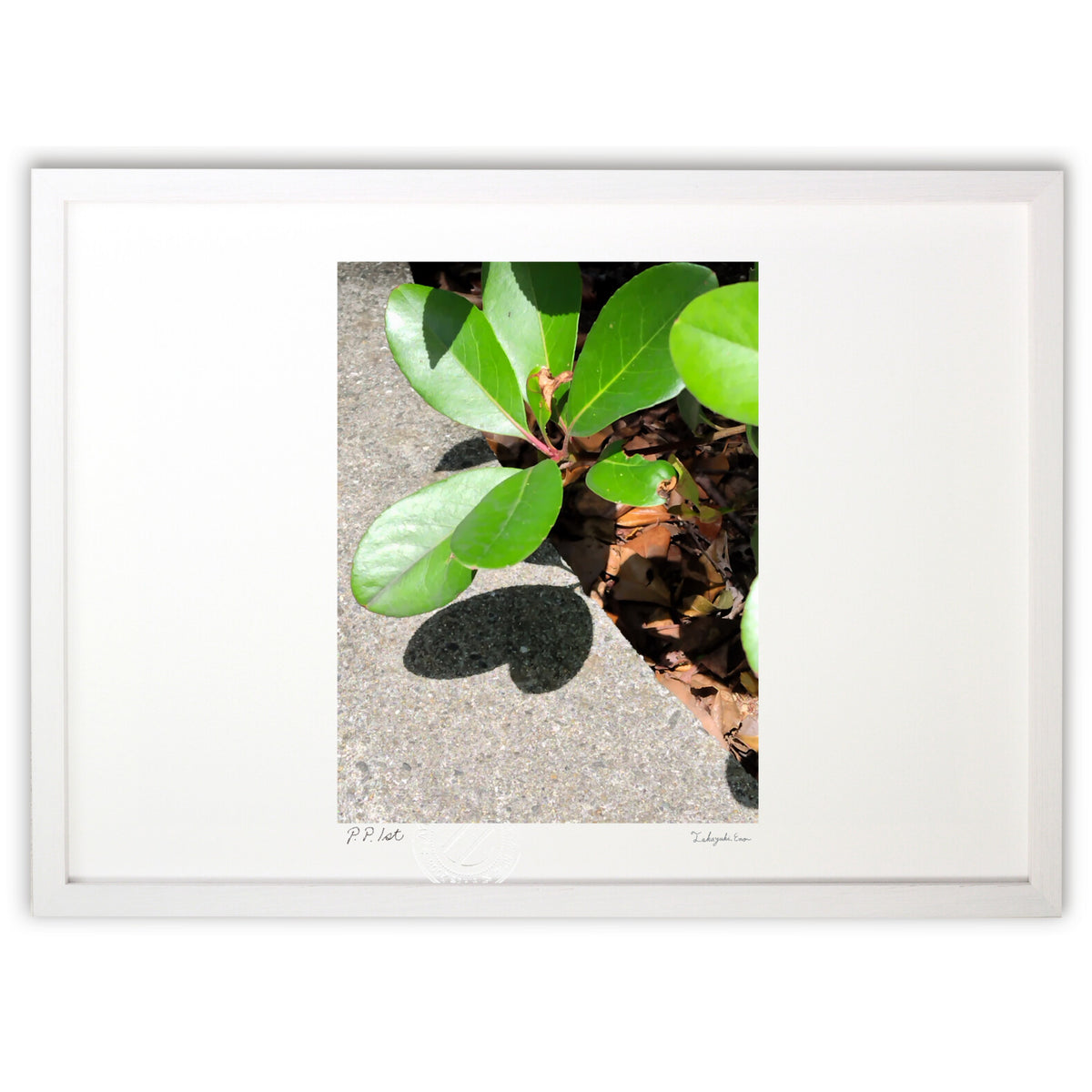 Photo Leaf Love Heart