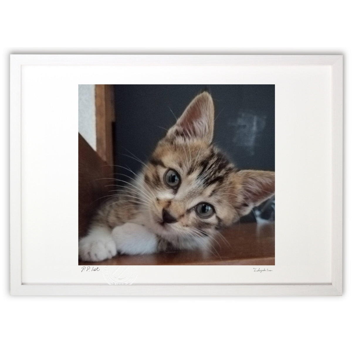 Loveable Cat