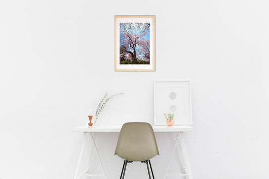 晴天の枝垂れ桜 東北の春便り