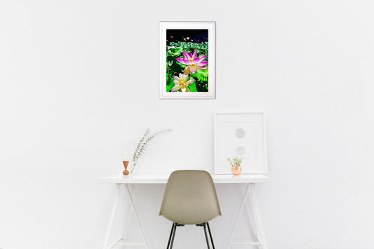 艶やかな蓮の花