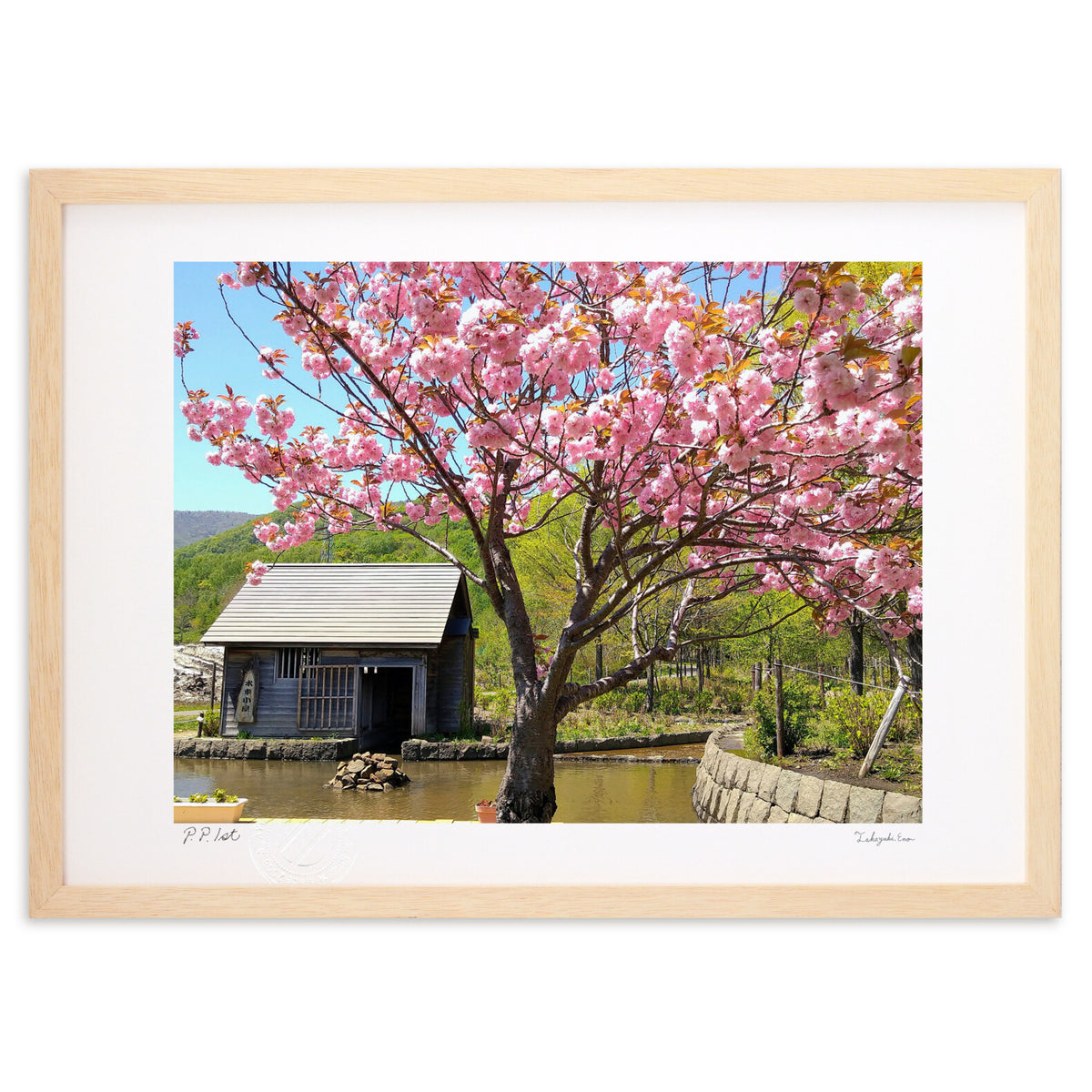 Double cherry blossoms