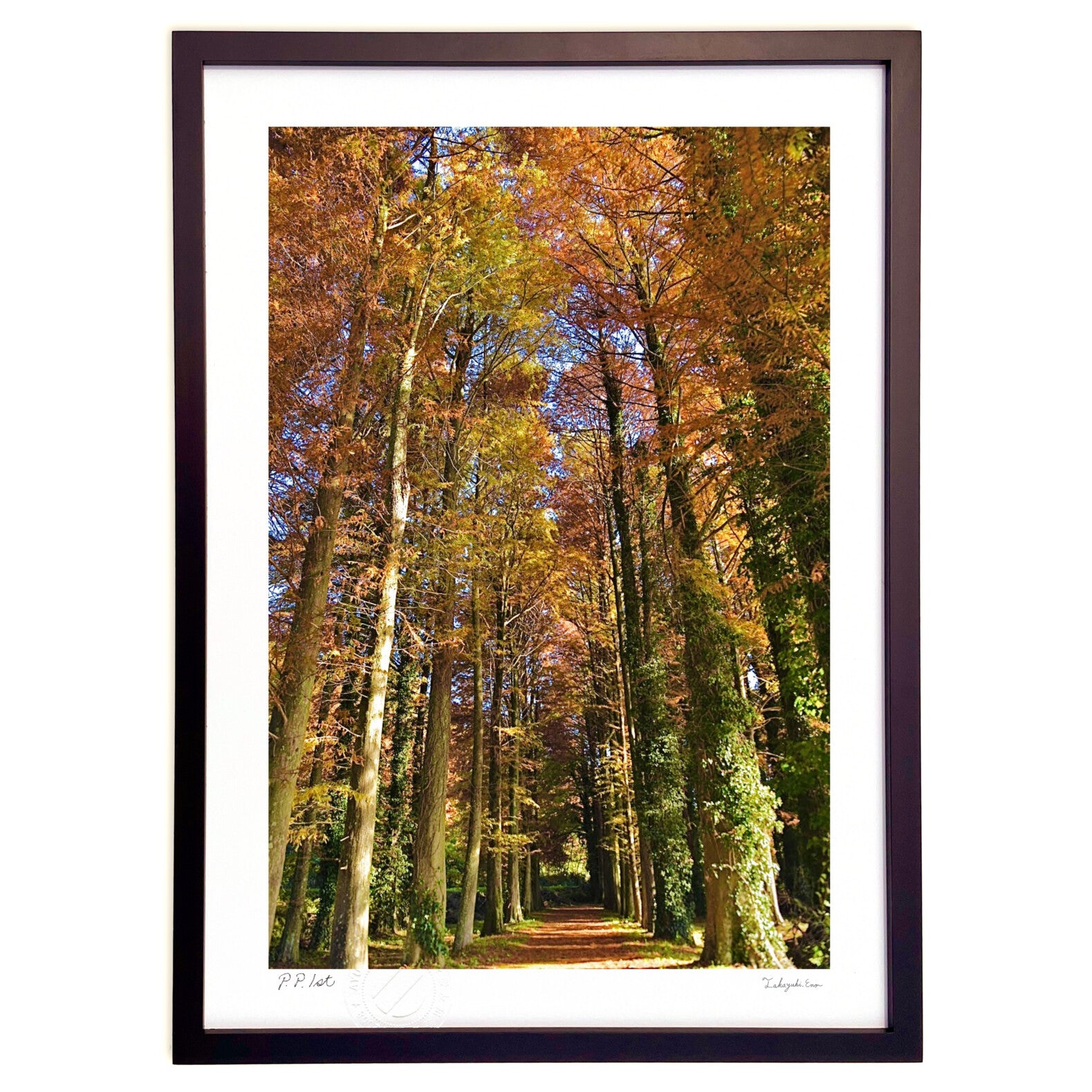 メタセコイアの並木 – 絵画や壁飾り販売｜風景投稿販売あゆわら(R)