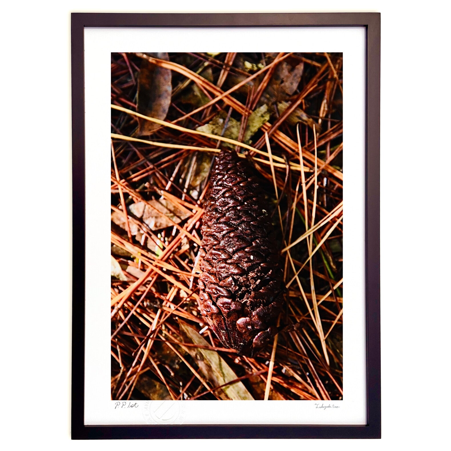 絵画「松ぼっくり」 松ぼっくり – 絵画や壁飾り販売｜風景投稿販売あゆわら(R)