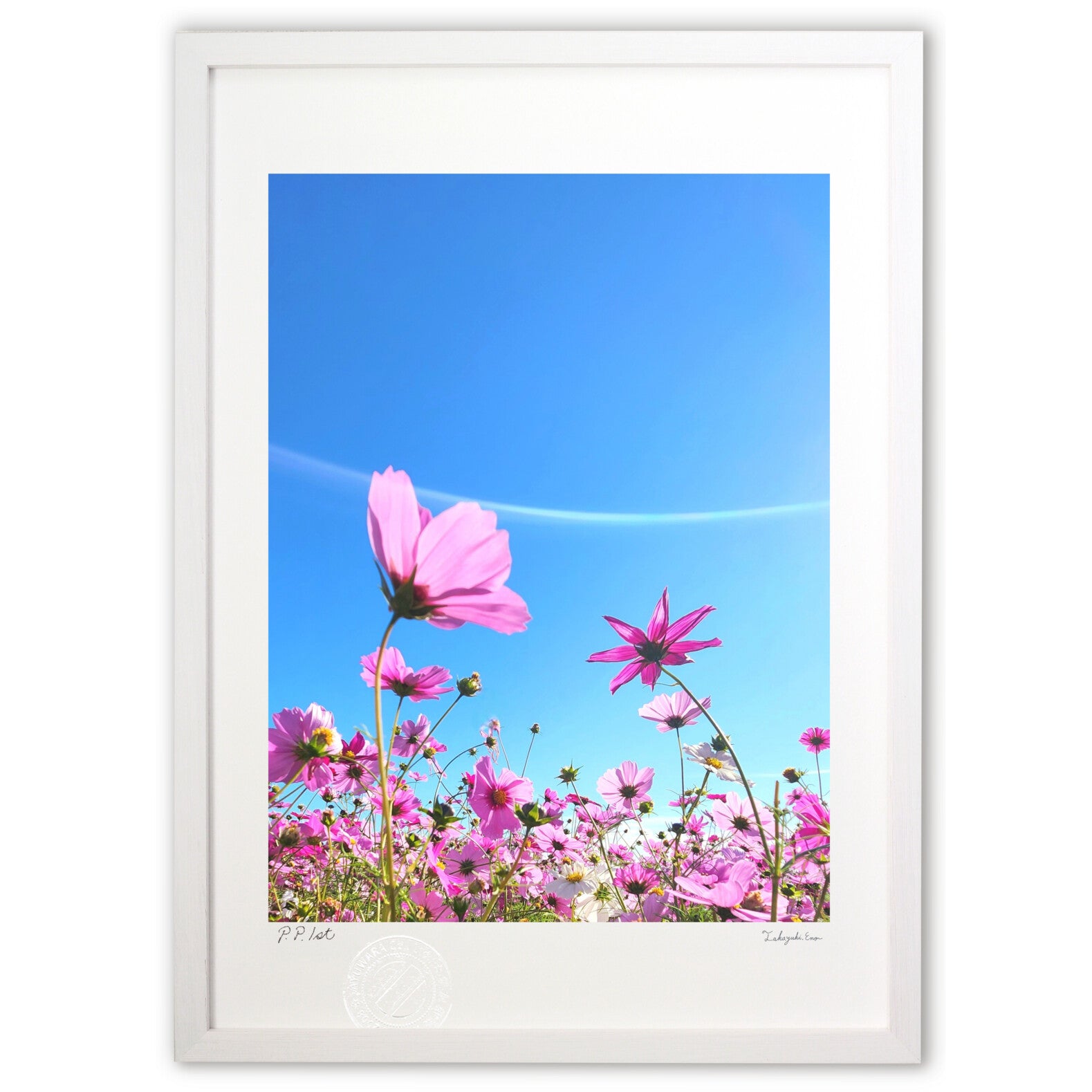 コスモス – 絵画や壁飾り販売｜風景投稿販売あゆわら(R)