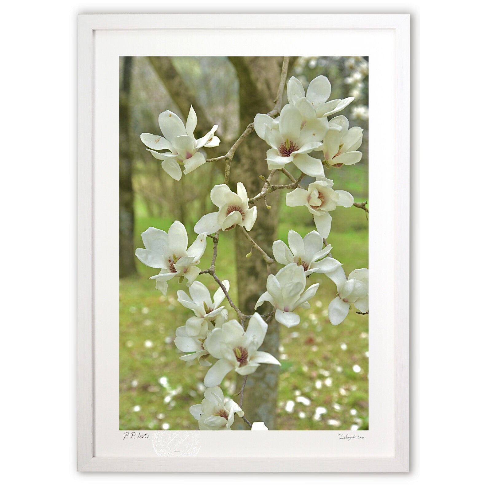 白木蓮2 – 絵画や壁飾り販売｜風景投稿販売あゆわら(R)