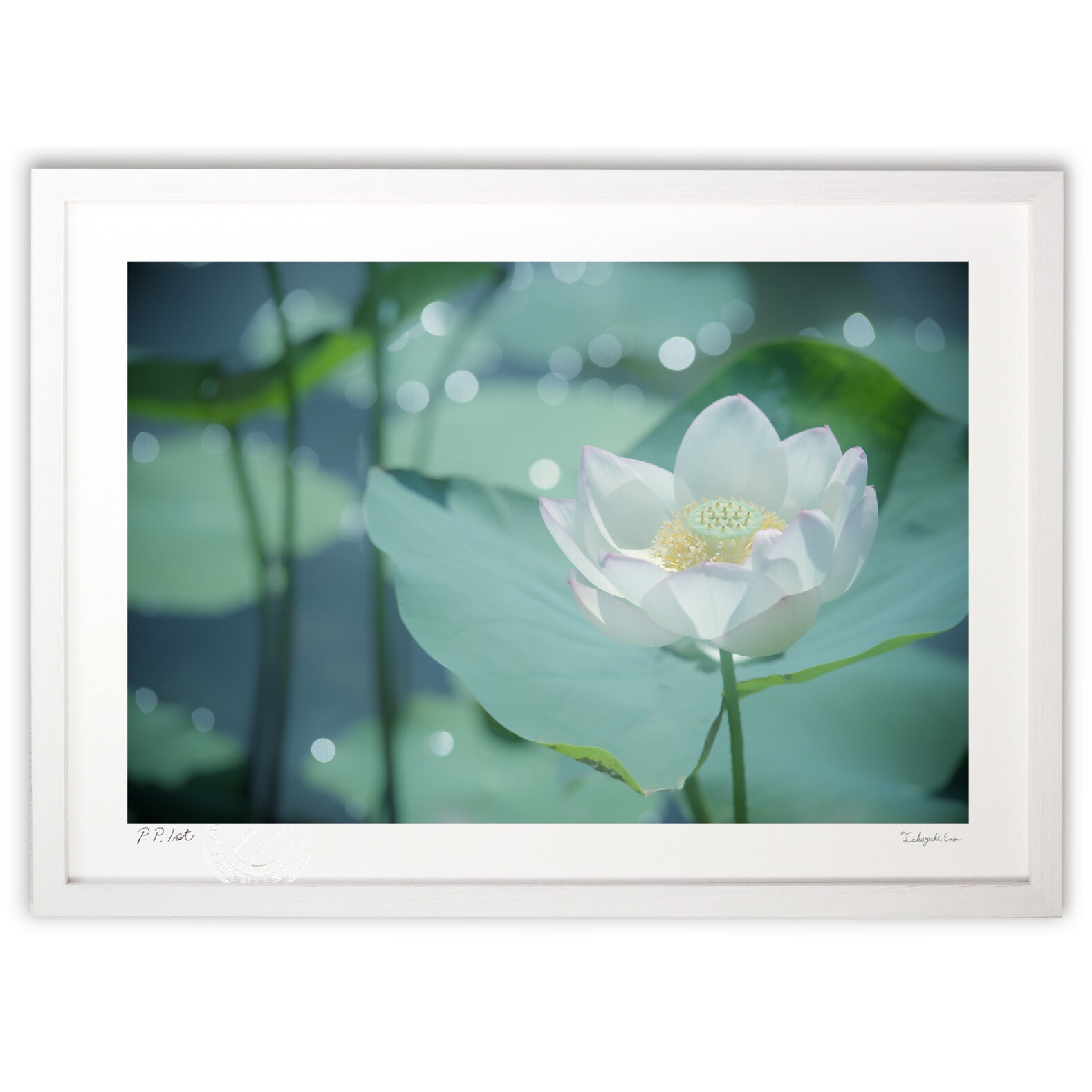 白い蓮の静かな美しさ – 絵画や壁飾り販売｜風景投稿販売あゆわら(R)