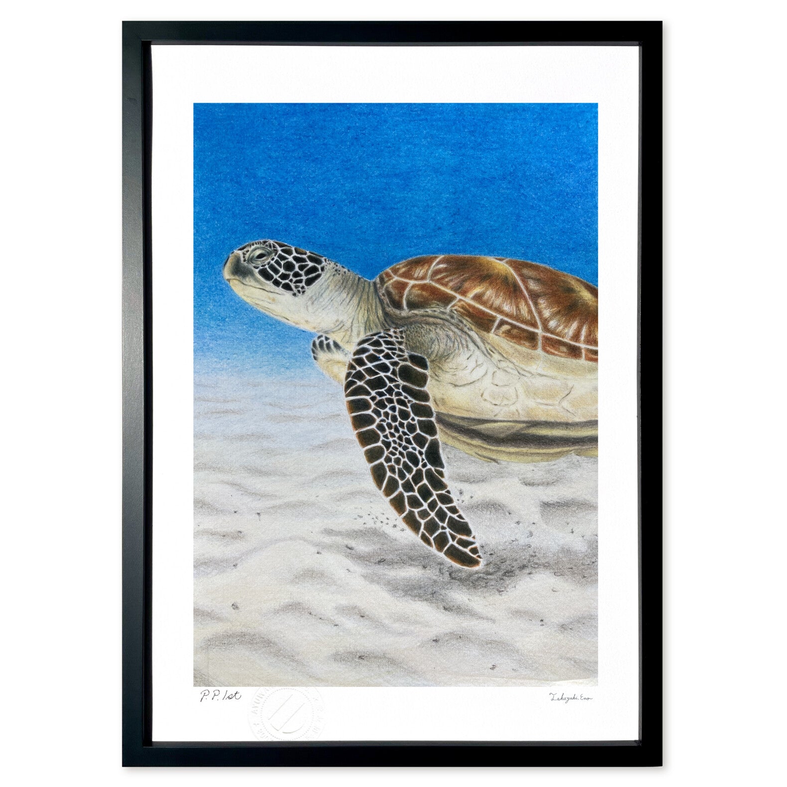 色鉛筆画 海亀 – 絵画や壁飾り販売｜風景投稿販売あゆわら(R)