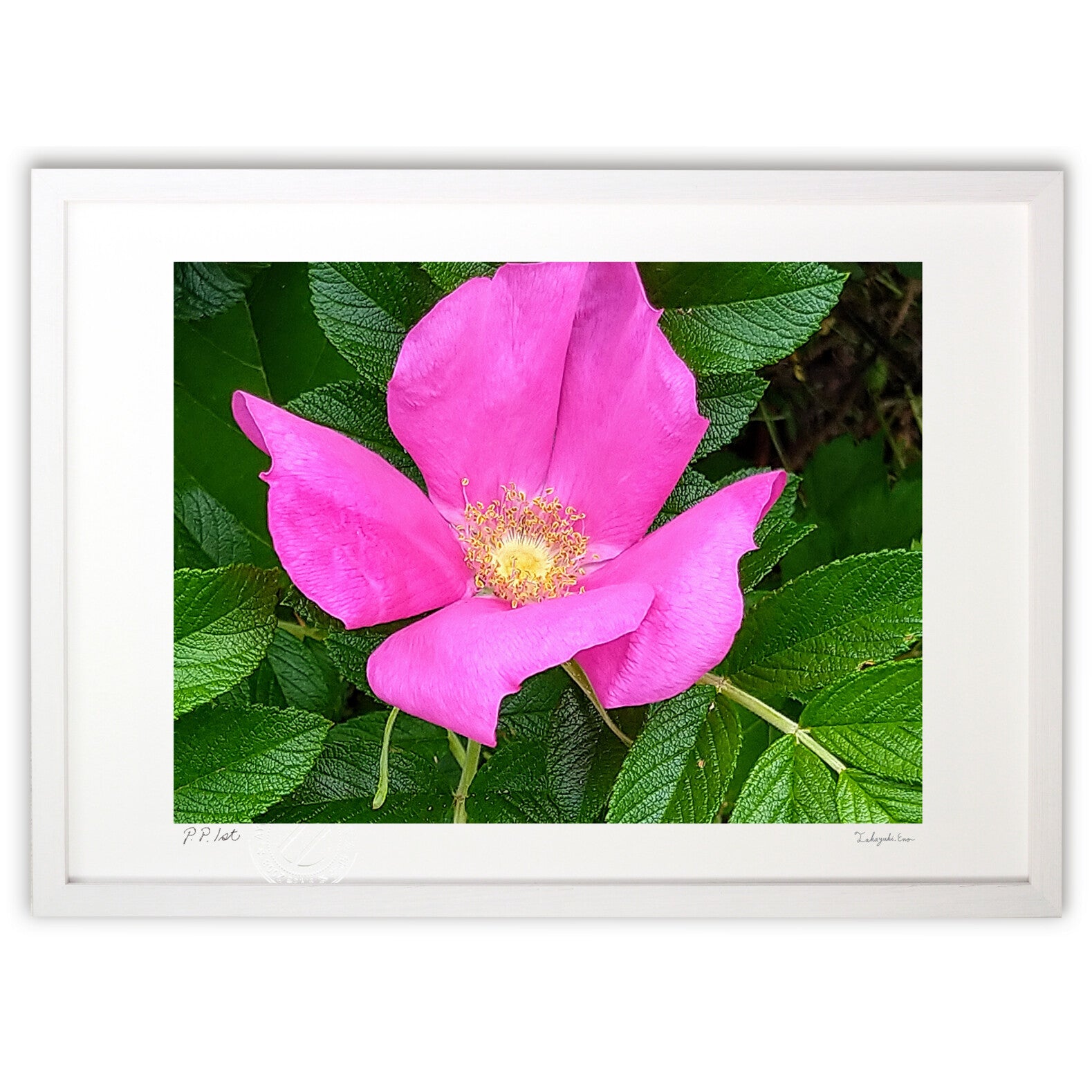 ハマナス – 絵画や壁飾り販売｜風景投稿販売あゆわら(R)