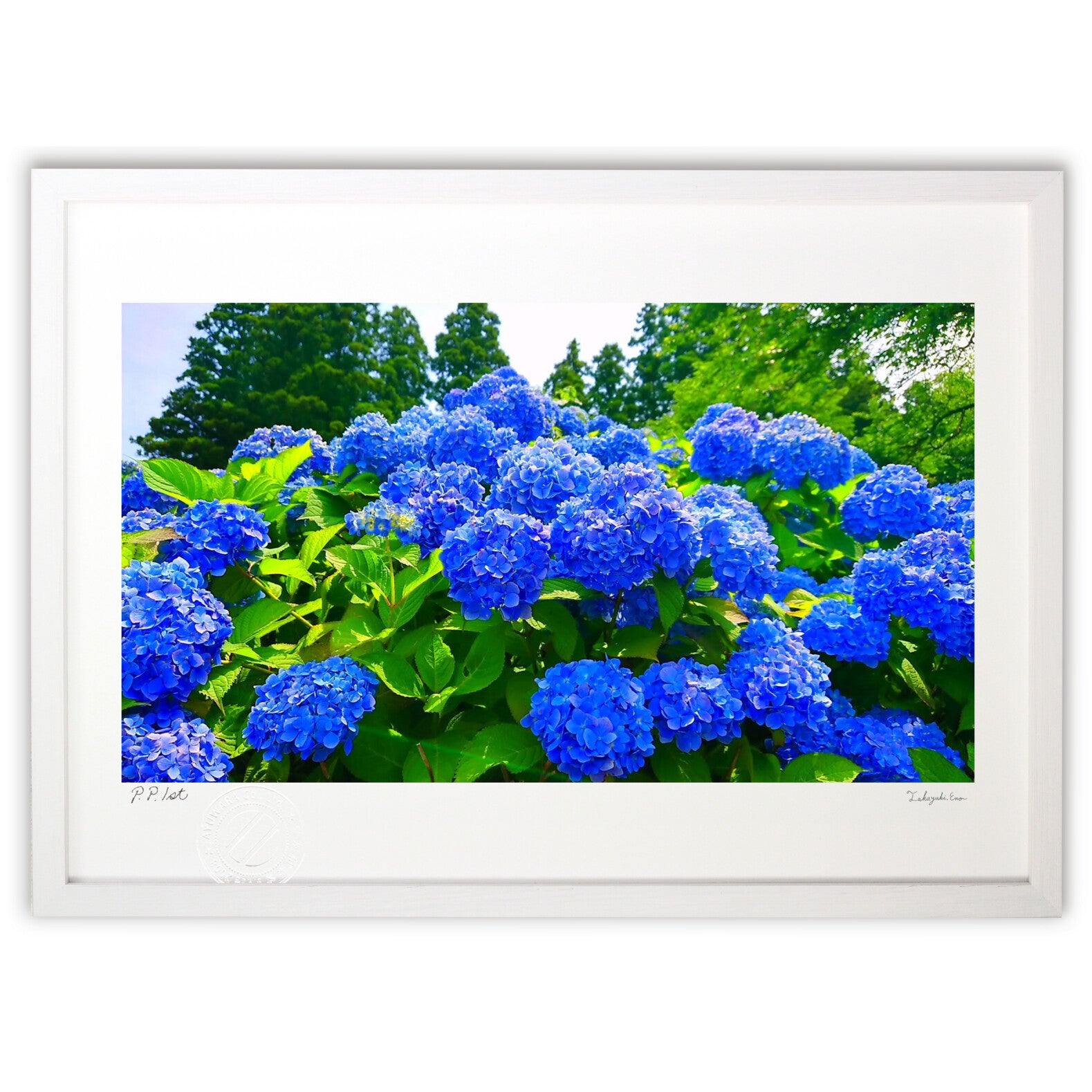 版画 群青の紫陽花 – 絵画や壁飾り販売｜風景投稿販売あゆわら(R)