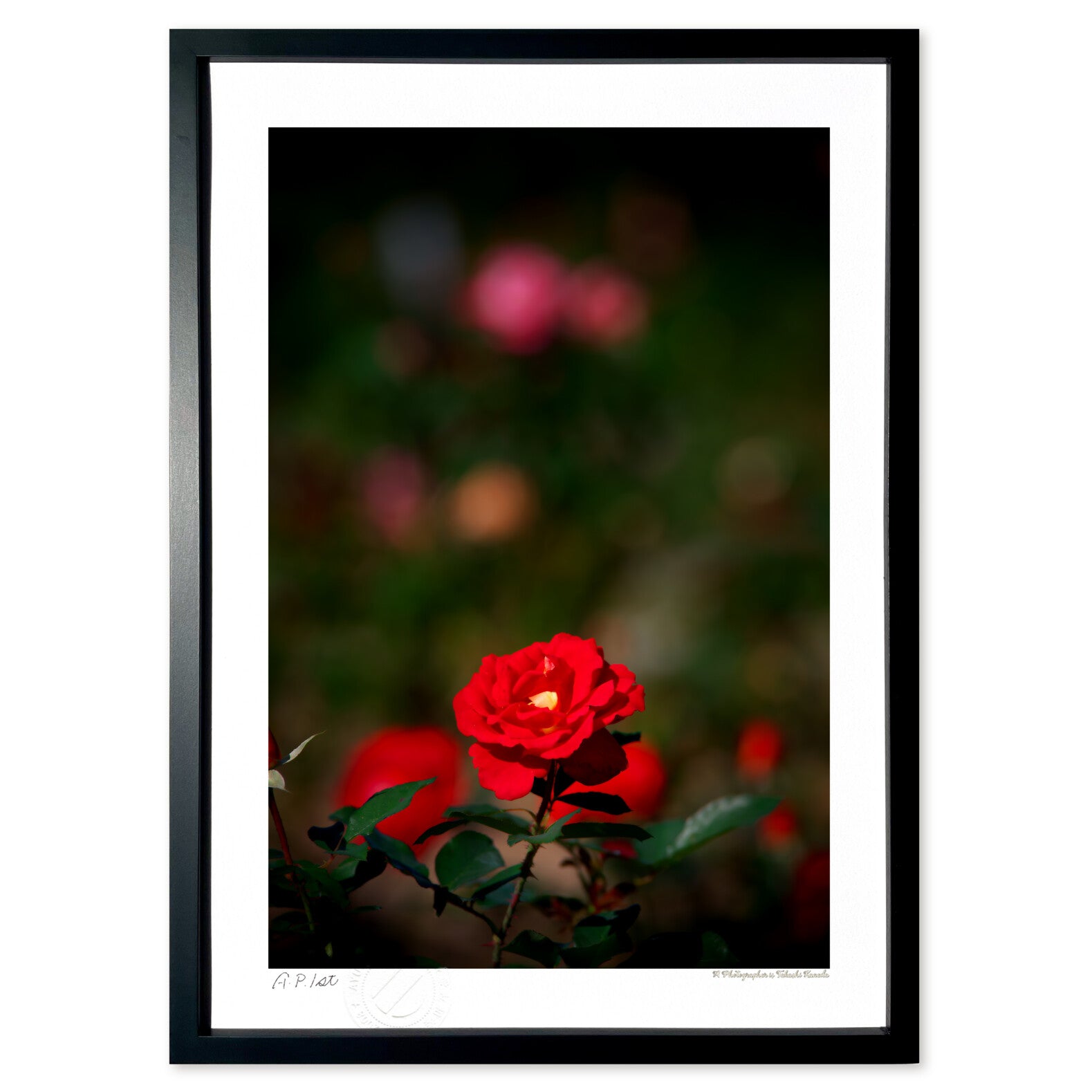 光に浮かぶ秋色の薔薇 – 絵画や壁飾り販売｜風景投稿販売あゆわら(R)