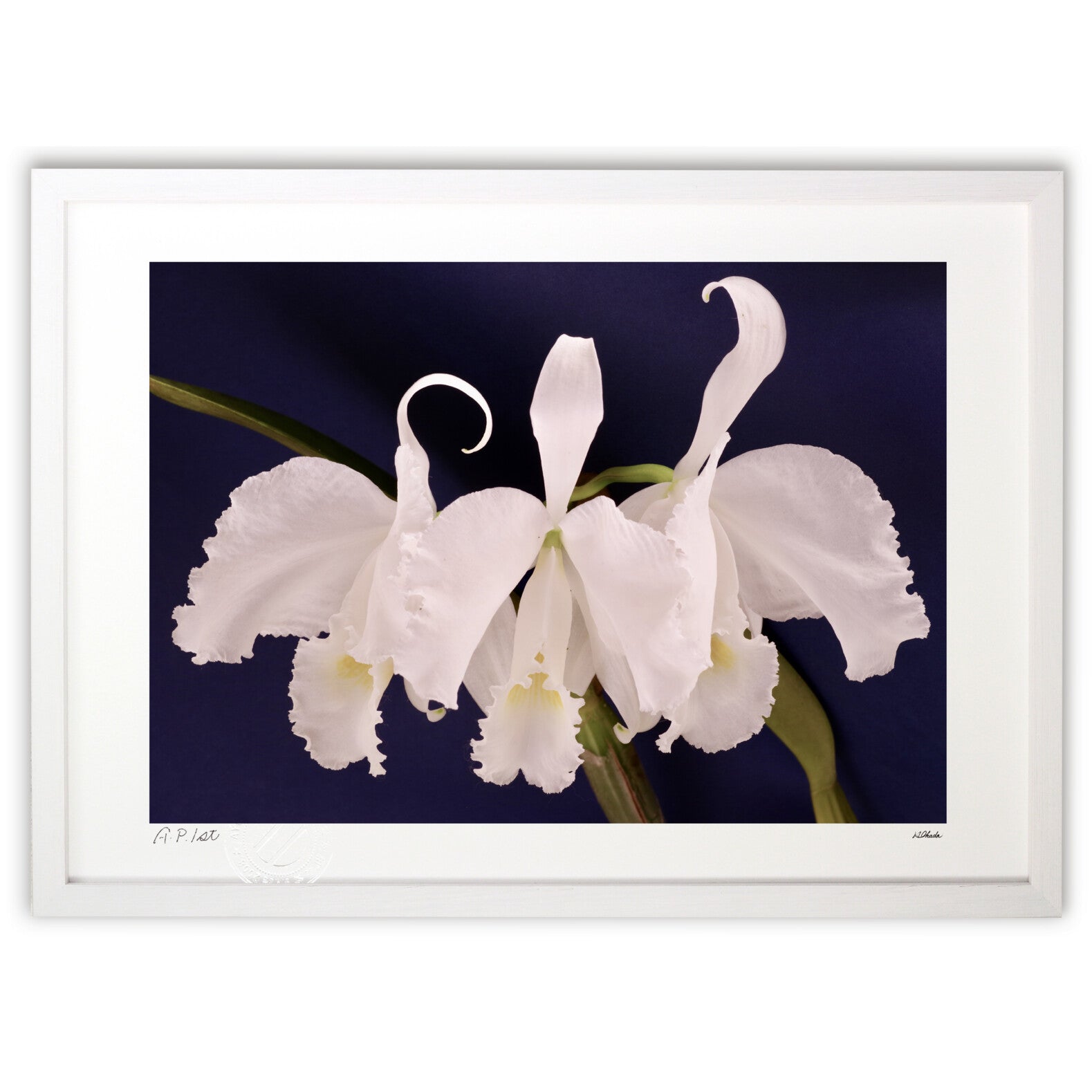 カトレア♡ カトレア トリアナエ – 絵画や壁飾り販売｜風景投稿販売あゆわら(R)