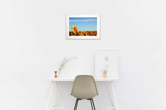 ひまわりと飛行機雲と青い空