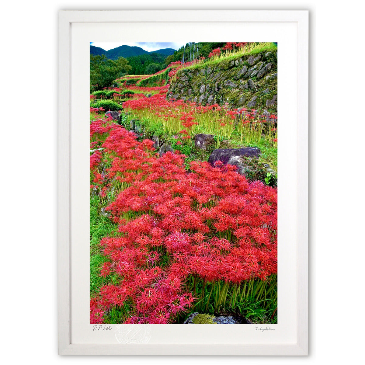Cluster amaryllis on the rice terraces