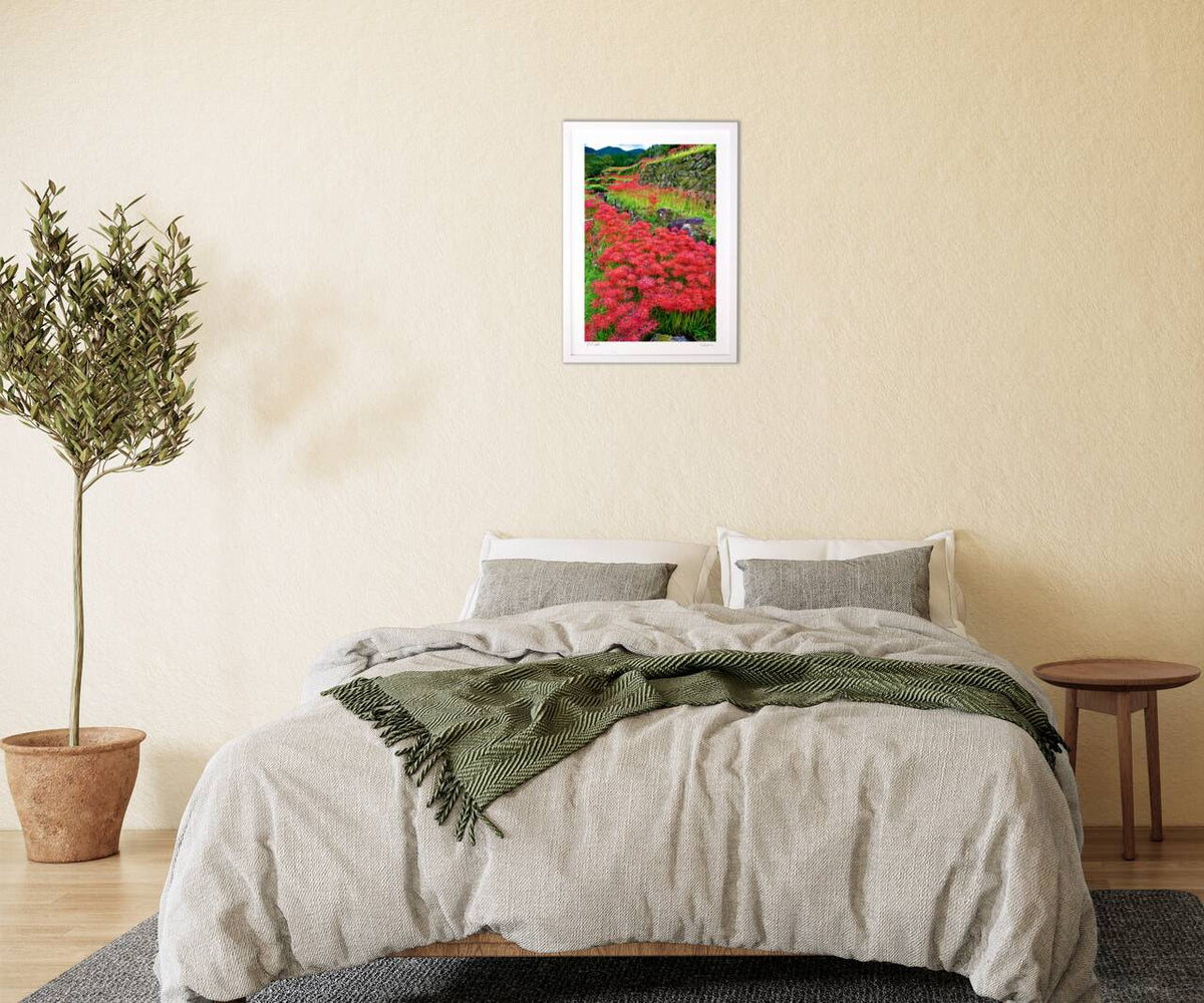Cluster amaryllis on the rice terraces