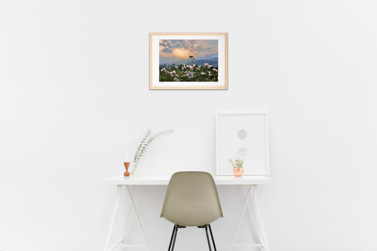 夕暮れのムクゲ