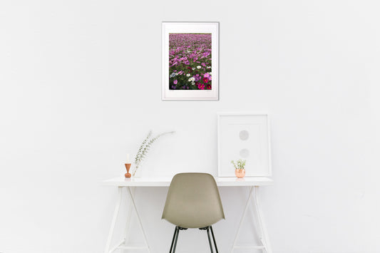 秋晴れのコスモス畑