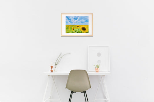 一面のひまわり