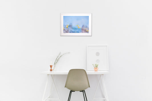 クマノミの浮かぶ風景