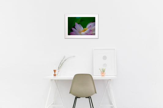 清らかな蓮の花