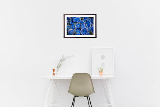 色彩美の紫陽花