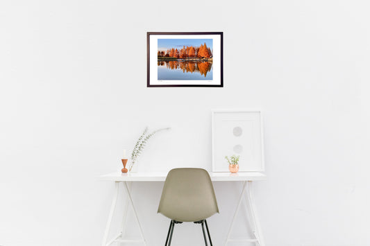 紅葉のメタセコイア